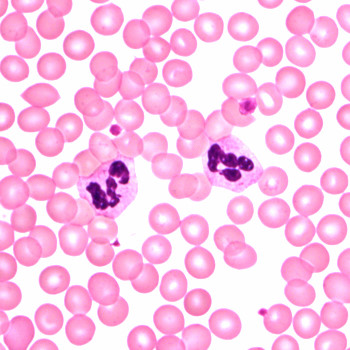 檢驗科學術研究